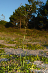 Eryngium ebracteatum