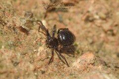 Euryopis episinoides