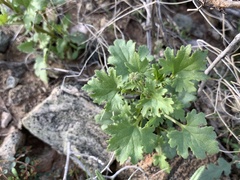 Perityle emoryi