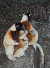 Propithecus coronatus