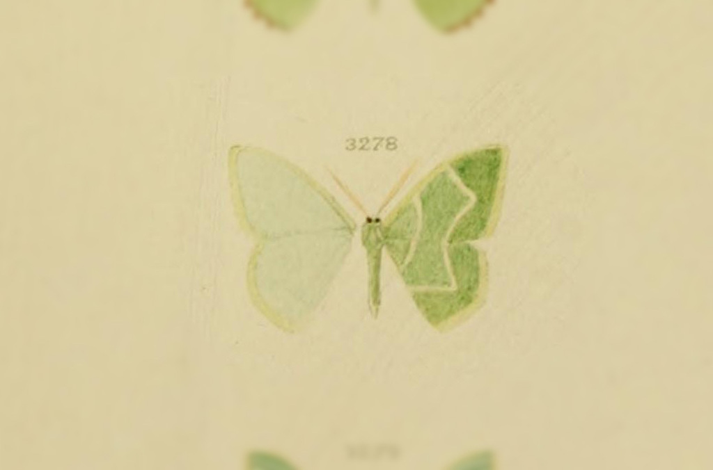 Comostola christinaria