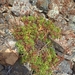 Saxifraga spinulosa - Photo (c) Maxim Shashkov, algunos derechos reservados (CC BY), subido por Maxim Shashkov