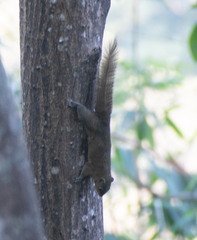Callosciurus pygerythrus