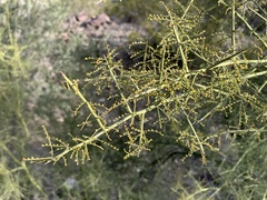 Parkinsonia microphylla