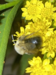 Bombus impatiens