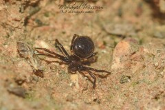Euryopis episinoides