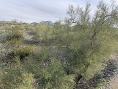 Parkinsonia microphylla