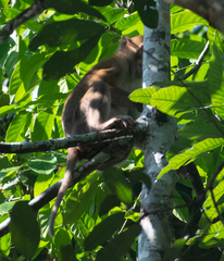 Macaca assamensis