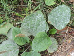 Golovinomyces sordidus