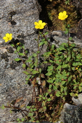 Saxifraga hookeri