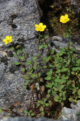 Saxifraga hookeri