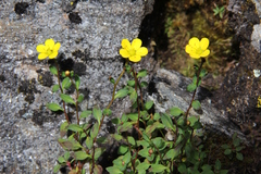 Saxifraga hookeri