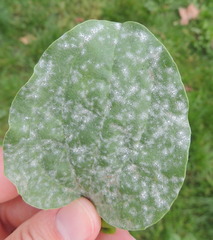 Golovinomyces sordidus