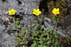 Saxifraga hookeri