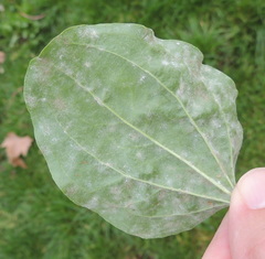 Golovinomyces sordidus