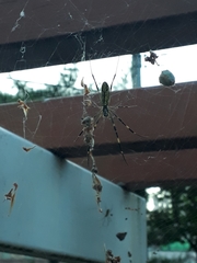 Trichonephila clavata