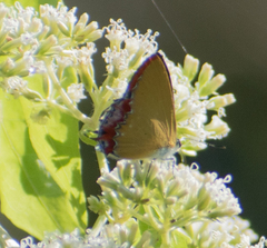 Heliophorus epicles
