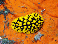 Phyllidia ocellata