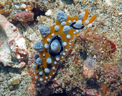 Phyllidia ocellata