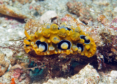 Phyllidia ocellata