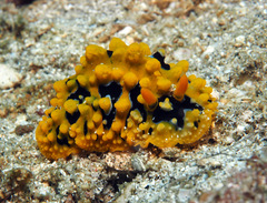 Phyllidia ocellata