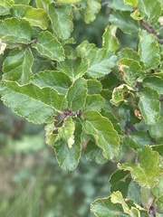 Nothofagus antarctica