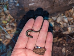 Batrachoseps nigriventris