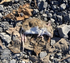 Peromyscus leucopus