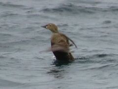 Somateria spectabilis