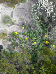 Senecio arniciflorus