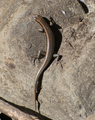 Sphenomorphus indicus