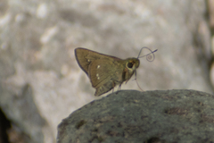 Pelopidas mathias
