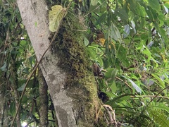 Troglodytes solstitialis