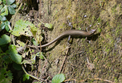 Sphenomorphus indicus