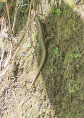 Sphenomorphus indicus