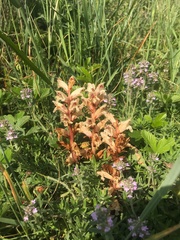 Orobanche alba