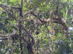 Margarornis squamiger