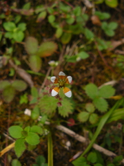Saxifraga strigosa