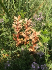 Orobanche alba