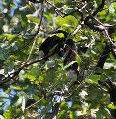 Ratufa bicolor