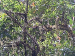 Margarornis squamiger