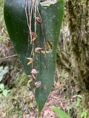 Pleurothallis
