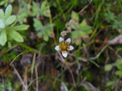 Saxifraga strigosa