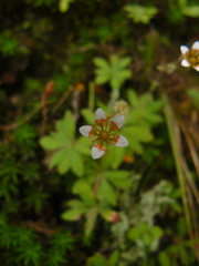 Saxifraga strigosa
