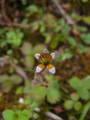 Saxifraga strigosa