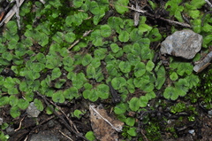 Riccia gougetiana