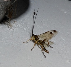 Echthromorpha