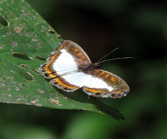 Nymphidium carmentis