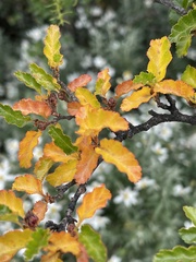 Nothofagus antarctica