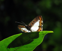 Nymphidium carmentis